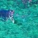 melanistic tiger