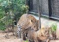 Leopard mating