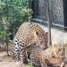 Leopard mating