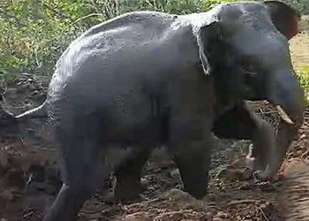 Elephant Calf