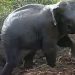 Elephant Calf