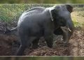 Elephant Calf