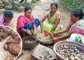 Kandhamal Mango Kernel _food poison