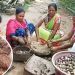 Kandhamal Mango Kernel _food poison