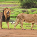 two Asiatic lions