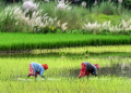 Rural Labourers