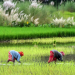 Rural Labourers