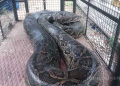 19-Foot Python Rescued