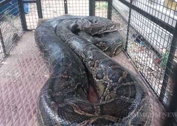 19-Foot Python Rescued