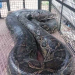 19-Foot Python Rescued