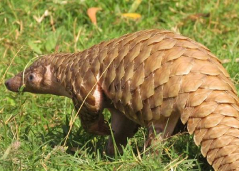 Indian Pangolin