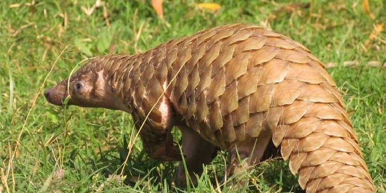 Indian Pangolin