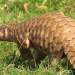 Indian Pangolin