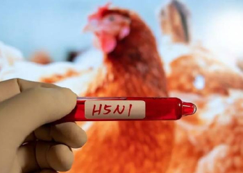 H5N1