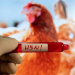 H5N1