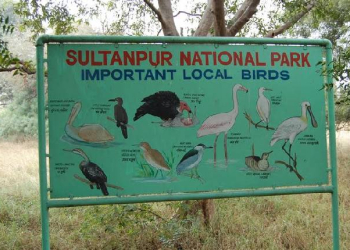 Sultanpur Bird Sanctuary