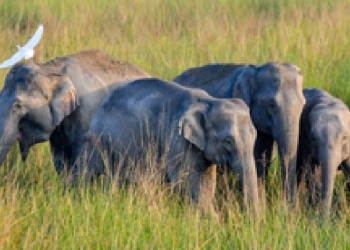 Wild Elephants