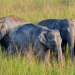 Wild Elephants