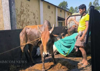 Cattle Smuggling