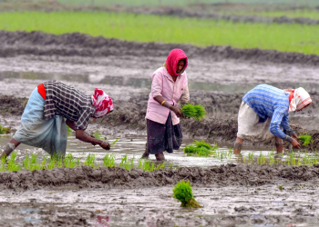 Nagaon: Women farmers work in a paddy field in Nagaon on Saturday, February 01, 2025. (Photo: IANS/Anuwar Hazarika)