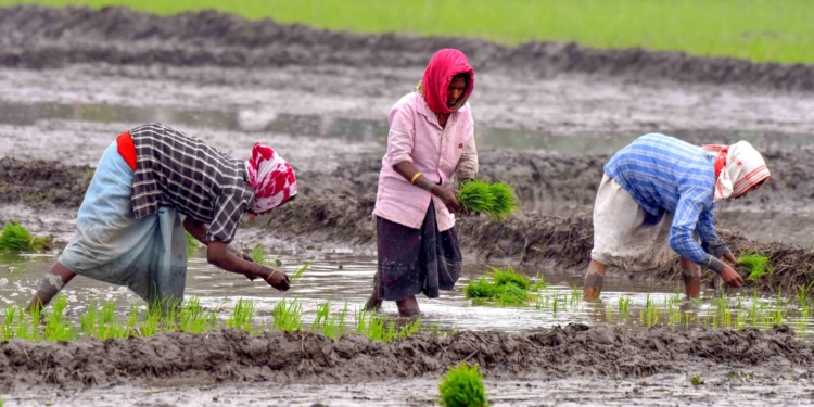 Nagaon: Women farmers work in a paddy field in Nagaon on Saturday, February 01, 2025. (Photo: IANS/Anuwar Hazarika)