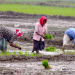 Nagaon: Women farmers work in a paddy field in Nagaon on Saturday, February 01, 2025. (Photo: IANS/Anuwar Hazarika)