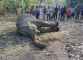 Elephant death