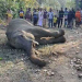 Elephant death