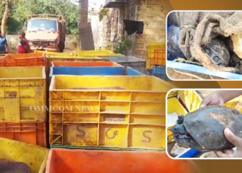 Turtles Seized From Vehicle In Khurda