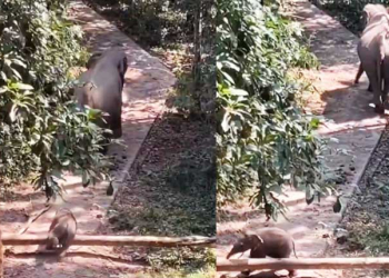 Baby Elephant