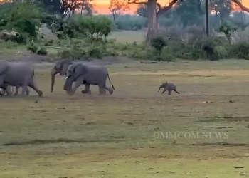 Baby Elephant