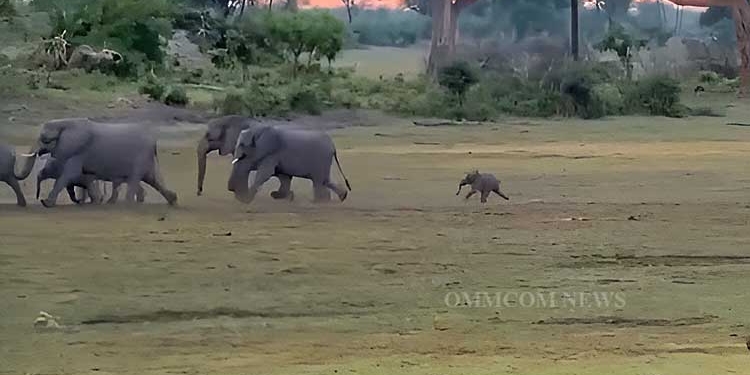 Baby Elephant