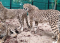 Cheetah Project