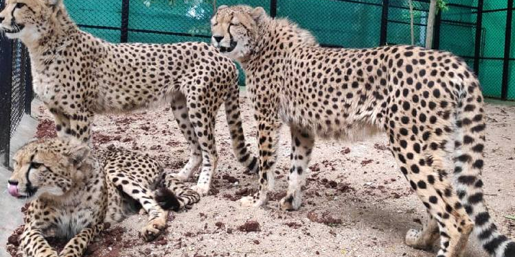 Cheetah Project