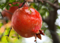 fresh fruits exports