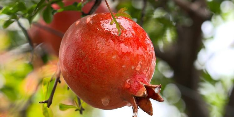 fresh fruits exports