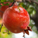 fresh fruits exports