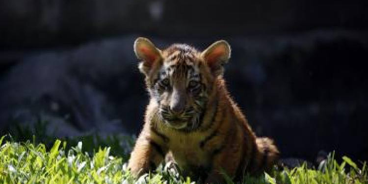 Seven-Month-Old Tiger Cub