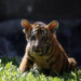 Seven-Month-Old Tiger Cub