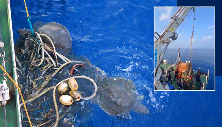 Coast Guard Rescues Two Olive Ridley Turtles Entangled In 600 Kg Of 
