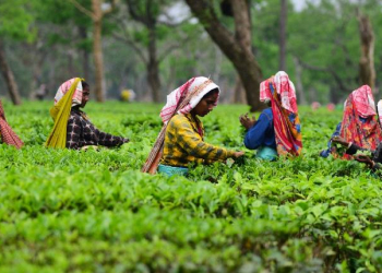 Tea Garden