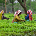 Tea Garden