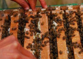 Honey-Producing