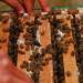 Honey-Producing