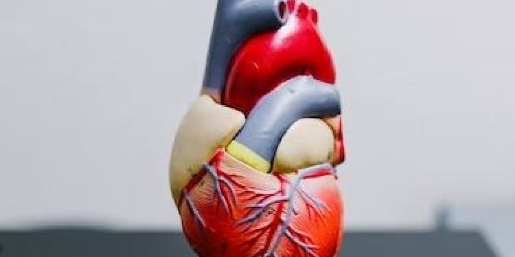Heart