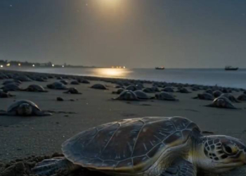 Olive Ridley Turtles