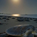 Olive Ridley Turtles