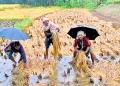 rain-paddy