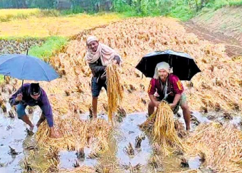 rain-paddy