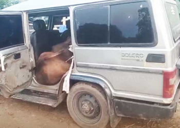 10 Cows Rescued